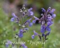 Котовник Фассена "Six Hills Giant" (Nepeta faassenii)