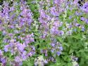 Котовник Фассена "Walker's Low" (Nepeta faassenii)