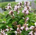 Котовник полусидячий "Candy Cat" (Nepeta subsessilis)