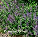 Котовник кистевидный "Little Titch" (Nepeta racemosa)