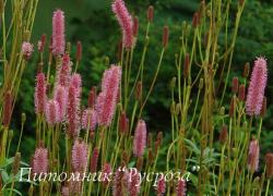 Кровохлебка канадская "Blackthorn" (Sanguisorba canadensis)