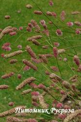 Кровохлебка лекарственная "Rock and Roll" (Sanguisorba officinalis)