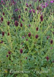 Кровохлебка лекарственная "Lemon Splash" (Sanguisorba officinalis)