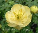 Купальница "Cheddar" (Trollius)