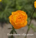 Купальница "Etna" (Trollius)