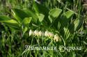 Купена многоцветковая (Polygonatum multiflorum)