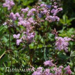 Лабазник дланевидный Nana (Filipendula palmata Nana)