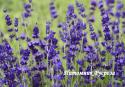 Лаванда "Blue Gien" (Lavandula angustifolia)