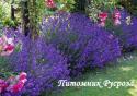 Лаванда "Dark Hidcote" (Lavandula angustifolia)