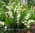 Ландыш майский "Prolificans" (Convallaria majalis)