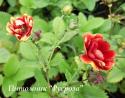 Лапчатка непальская "Arc-en-Ciel" (Potentilla nepalensis)