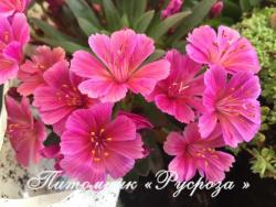 Левизия "Little Raspberry" (lewisia)