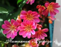 Левизия "Sunset Strain" (lewisia)