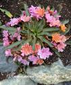 Левизия "Sunset Strain" (lewisia)