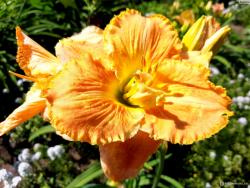 Лилейник "Chasing Shadows" (Hemerocallis)