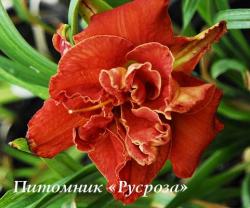 Лилейник "Moses Fire" (Hemerocallis)