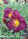 Лилейник "All American Plume" (Hemerocallis)