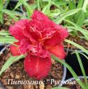 Лилейник "Double Firecracker" (Hemerocallis)