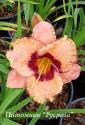 Лилейник "Strawberry Candy" (Hemerocallis)