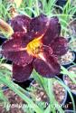 Лилейник "Black Stockings" (Hemerocallis)