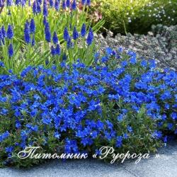 Литодора раскидистая "Heavenly Blue" (lithodora diffusa)