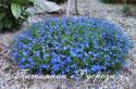 Литодора раскидистая "Grace Ward" (lithodora diffusa)