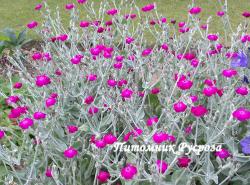 Лихнис корончатый "Atrosanguinea" (Lychnis coronaria)