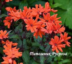 Лихнис аркрайта "Vesuvius" (Lychnis arkwrightii)