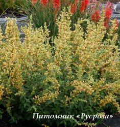 Лофант "Kudos Yellow" (Agastache)