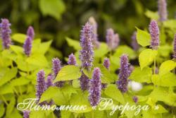 Лофант "Golden Jubilee" (Agastache)