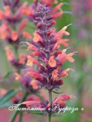 Лофант "Kolibri" (Agastache)