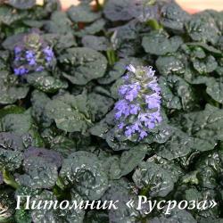 Живучка "Metallica Crispa" (Ajuga pyramidalis)