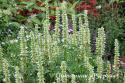 Лофант "Alabaster" (Agastache)