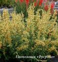 Лофант "Kudos Yellow" (Agastache)