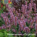 Лофант "Kudos Silver Blue" (Agastache)