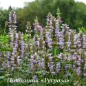 Лофант "Kudos Silver Blue" (Agastache)