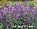 Лофант "Purple Haze" (Agastache)