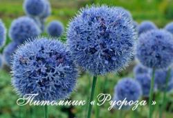 Лук голубой (Allium)