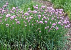 Шнитт-лук "Curly Mauve" (Allium schoenoprasum)