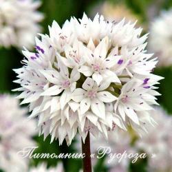 Лук "Graceful Beauty" (Allium)