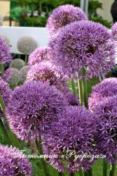 Лук "Pinball Wizard" (Allium)