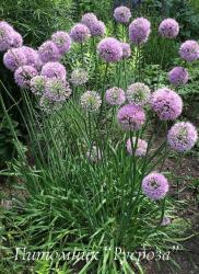 Лук стареющий "Pink Planet" (Allium senescens)