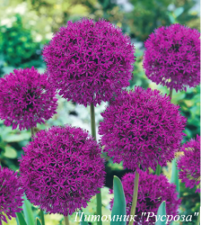 Лук тёмно-пурпуровый