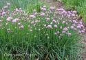 Шнитт-лук "Curly Mauve" (Allium schoenoprasum)