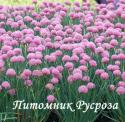 Лук скорода "Rising Star" (Allium schoenoprasum)