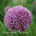 Лук стареющий "Pink Planet" (Allium senescens)