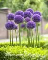 Лук "Gladiator" (Allium)