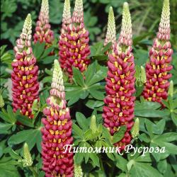 Люпин гибридный "Tequila Flame" (Lupinus hybridus)