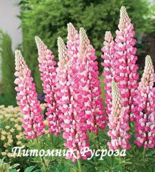 Люпин гибридный "The Chatelaine" (Lupinus hybridus)