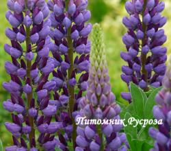 Люпин гибридный "Gallery Blue" (Lupinus hybridus)